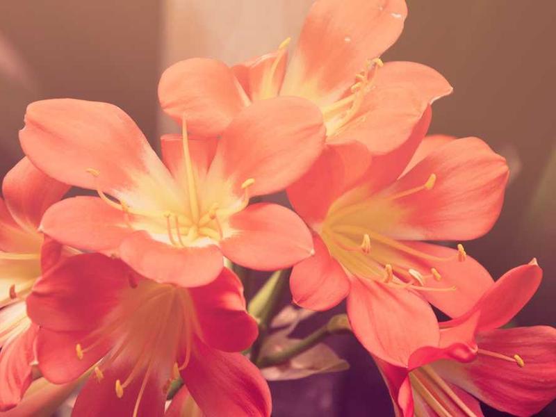 ที่ปรึกษาธุรกิจ